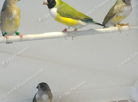 Gouldian Finch Hens for sale