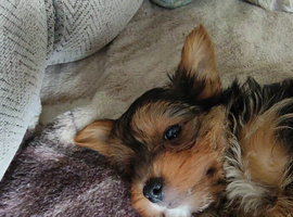 Beautiful Little Yorkie Boy **Ready Now**