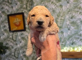 GORGEOUS F1B BERNADOODLE PUPPIES LOOKING FOR THEIR FOREVER HOMES