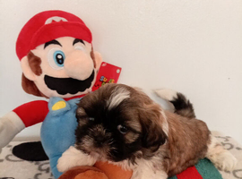 Shih Tzu puppies