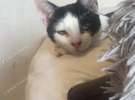 10 month old male cat