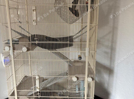 2 baby rests looking for thare forever home