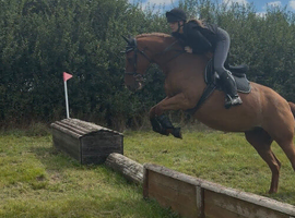 Gorgeous 16.1hh Anglian European Warmblood All-Rounder Mare