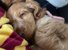 Show Cocker for sale