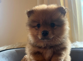 Pretty Pomeranians