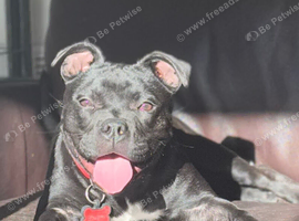 Staffordshire bull terrier pup