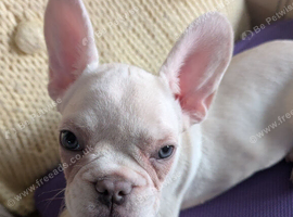 Beautiful french bulldog puppy