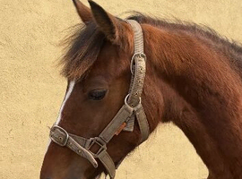 Stunning pure bred bay Connemara gelding