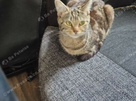 Young cat