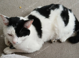 Male cat wants loving new home