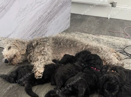 Blue bedlington terrier puppies