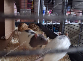 2 male rats