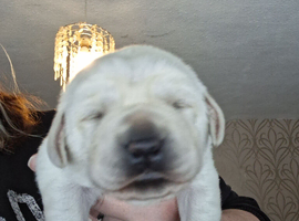 Health tested labrador puppies
