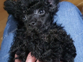 KC Toy Poodle Puppy Girl For Sale