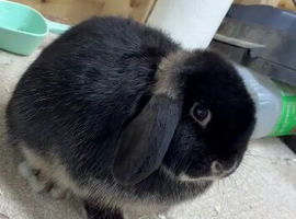 Mini lops males and female