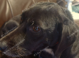 Rehome