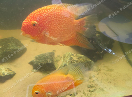 Severum breeding pair
