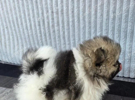 Particolour Pomeranian Puppies