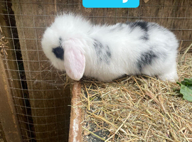 Beautiful Mini lop baby boys READY TO LEAVE