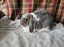 Smudge