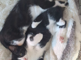 Rescue Kittens