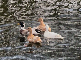 Ducks for family pond wanted