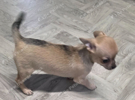 1 female ready to leave price drop