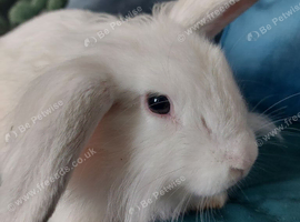 Male lionhead mixed breed rabbits