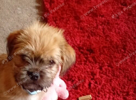Puppy for sale