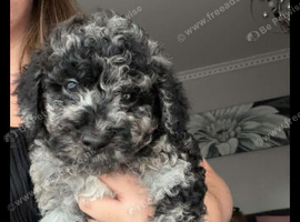 Wee teddy bears