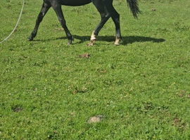 Irish Draught Colt