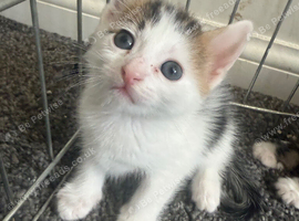 Little girl looking for her forever home