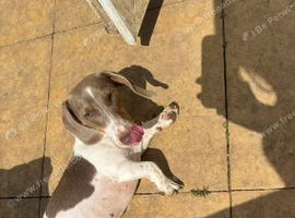 Miniature piebald dachshund Kc registered female