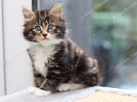 Tabby Kittens Ready SOON