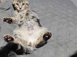 male tabby