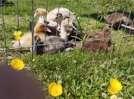 Khaki Campbell ducklings and magpie crosses