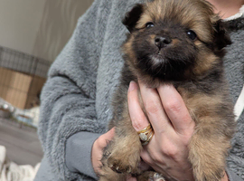 Pomeranian puppys for sale