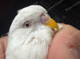 Budgie Females for Sale