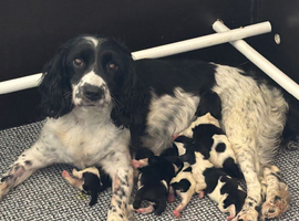 English Springer Spaniel KC REG Pups