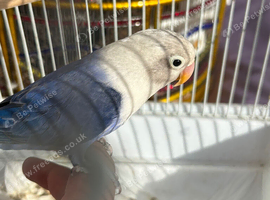 Tamed/hand reared lovebird