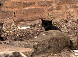 Kittens
