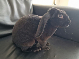 Rare Velveteen Lop Male