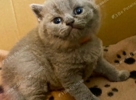 British Shorthair Kittens