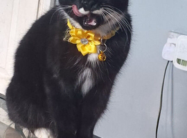2 year old cat