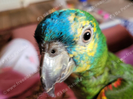 Hand reared gorgeous Blue Fronted Amazon Parrot.