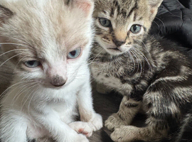 3 kittens for sale