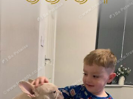 White female french bulldog
