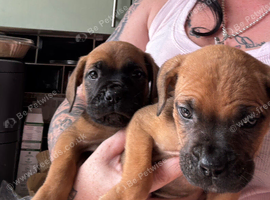 Dogue de Bordeaux x Cane corso puppies last three left