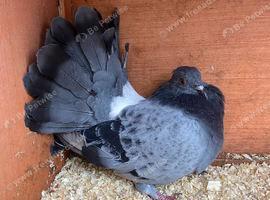 Blue Bar Indian Fantail