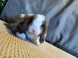 2 mini lop boys